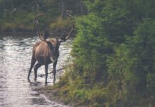 Wild photography session in island