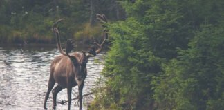 Wild photography session in island