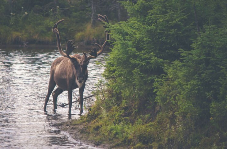 Wild photography session in island