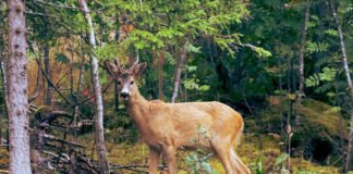 All of Earth’s forests sustain the most complex ecosystems
