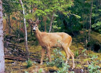 All of Earth’s forests sustain the most complex ecosystems