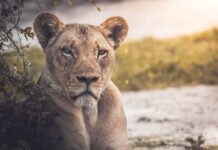 Tracking and living among lions in wild Kenya
