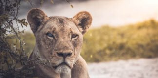 Tracking and living among lions in wild Kenya