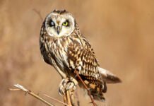 Discover Europe’s most rare and endangered bird species
