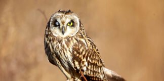 Discover Europe’s most rare and endangered bird species