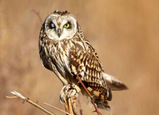 Discover Europe’s most rare and endangered bird species