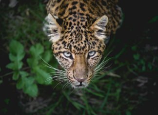 The amazonian wilderness one of the most unique in the world