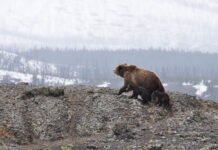 Last chance to meet the few of the carpathian brown bears