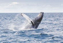 I found that oceans still hold the world’s biggest mysteries