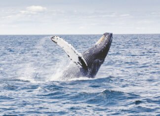 I found that oceans still hold the world’s biggest mysteries