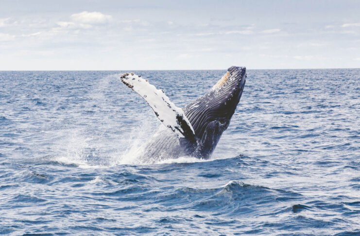 I found that oceans still hold the world’s biggest mysteries
