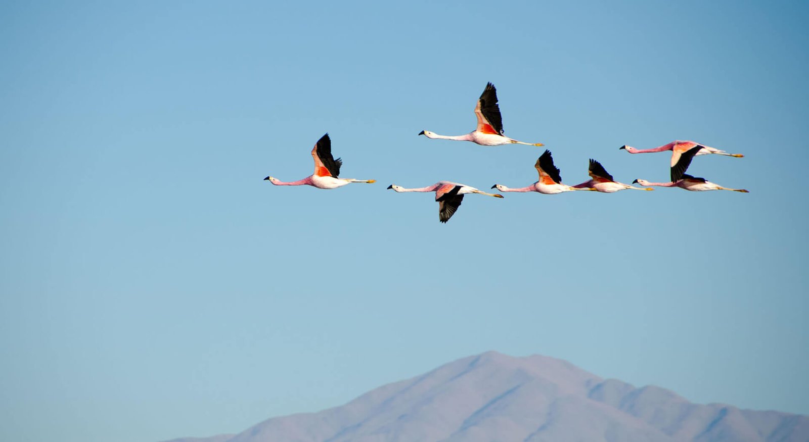 birds